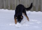 spelen : Beau in de sneeuw
